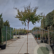 Lagerstroemia indica 200 cm stam 45L 10-12
