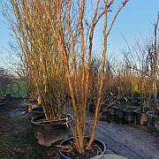 Lagerstroemia indica 350-400 cm container meerstammig