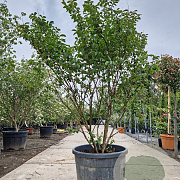 Lagerstroemia i. 'Petite Pink' 175-200 cm container meerstammig
