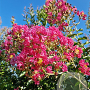 Lagerstroemia i. 'Petite Red' 250-300 cm container meerstammig