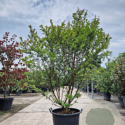 Lagerstroemia i. 'Red Imperator' 150-175 cm container meerstammig