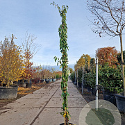 Lonicera henryi 'Copper Beauty' 200-250 cm 9L