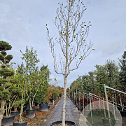 Magnolia 'Galaxy' 200 cm stam container 25-30
