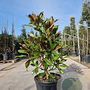 Magnolia grand. 'Galissonnière' 100-125 cm 40L