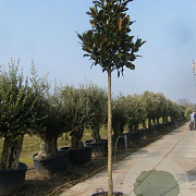 Magnolia grand. 'Galissonnière' 160 cm stam container 6-8
