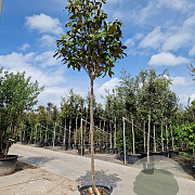 Magnolia grand. 'Galissonnière' 200 cm stam cont. 95L 14-16
