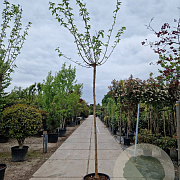 Morus alba 'Fruitless' 220 cm stam container 12-14