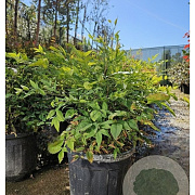 Nandina domestica 40-50 cm 15L