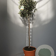Olea europaea 100 cm 20L stam