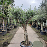 Olea europaea 100 cm stam container 50-60