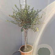 Olea europaea 160 cm 15L stam