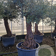 Olea europaea 180 cm stam container 50-60