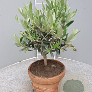 Olea europaea 40 cm 3,0L decopot