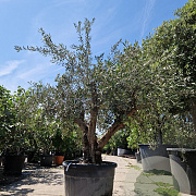 Olea europaea 40 cm stam container 60-80