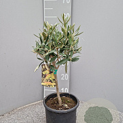 Olea europaea 50 cm 2,0L stam