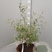 Olea europaea 50 cm 9L stam schaalvorm