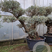 Olea europaea 50 cm container 100-125 pompon