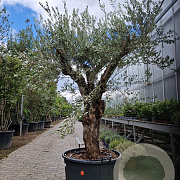 Olea europaea 50 cm container 80-100