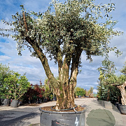 Olea europaea 50 cm stam container 125-150 vertakt