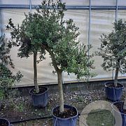 Olea europaea 50 cm stam container 20-25