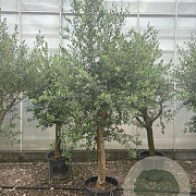 Olea europaea 50 cm stam container 25-30 extra