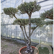 Olea europaea 50 cm stam container 60-80