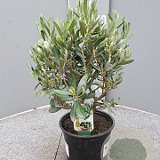 Olea europaea 60 cm C8