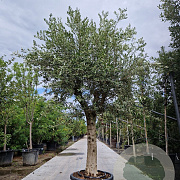 Olea europaea 80 cm stam container 40-50 bol