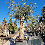 Olea europaea 80 cm stam container 60-80 schaalvorm