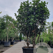 Osmanthus heterophyllus 175-200 cm container meerstammig