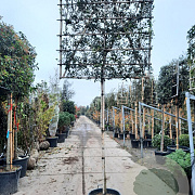 Osmanthus heterophyllus 200 cm stam container 14-16 hoge lei