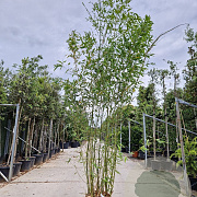 Phyllostachys aurea 250-300 cm cont. 65L