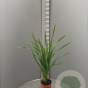 Phormium tenax 80-100 cm 10L