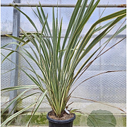 Phormium tenax 'Variegatum' 100-125 cm 30L