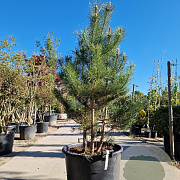 Pinus nigra 175-200 cm container meerstammig