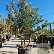 Pinus nigra 200-250 cm container meerstammig extra
