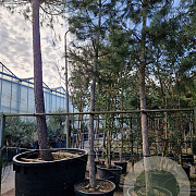 Pinus nigra nigra 210 cm stam container 30-35