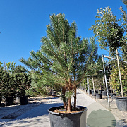 Pinus sylvestris 150-175 cm container meerstammig