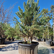Pinus sylvestris 175-200 cm container meerstammig