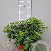Pittosporum tob. 'Nanum' GM P17
