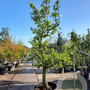 Pyrus c. 'Conference' 50 cm stam container 40-50 extra