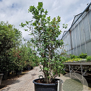 Quercus cerris 150-175 cm cont. 110L