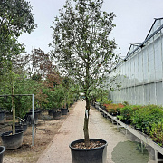 Quercus ilex 100 cm stam container 25-30