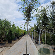 Quercus ilex 10-12 HO container lei 120x120