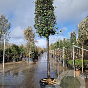 Quercus ilex 180 cm stam cont. 230L 25-30