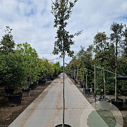 Quercus ilex 180 cm stam 35L 6-8