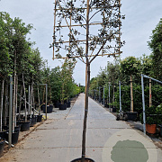 Quercus ilex 180 cm stam container 14-16 leiboom