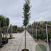 Quercus ilex 180 cm stam container 12-14 leiboom