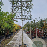 Quercus ilex 200 cm stam container 16-18