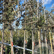 Quercus ilex 200 cm stam container leiboom